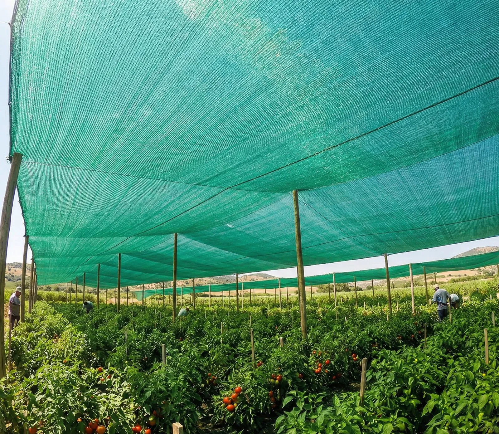 Malla raschel para agricultura